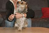 GRIFFES - CAIRN TERRIER 018